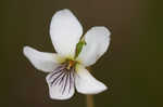 Bog white violet